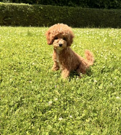 🐩 Wunderschöne Toypudel-Hündin „Alani“ mit Stammbaum sucht ihr Traumzuhause 🏡