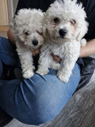 Biete Bishon Frise Welpen (Mädels)