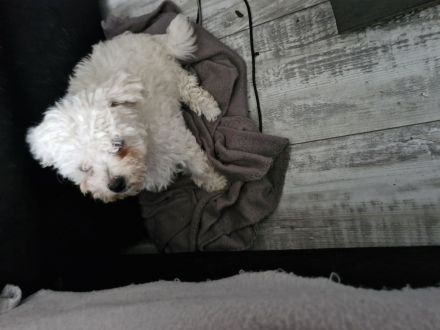 Biete Bishon Frise Welpen (Mädels)