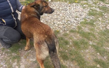 Freundlicher und intelligenter Malinois-Mischling Lionel