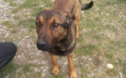 Freundlicher und intelligenter Malinois-Mischling Lionel