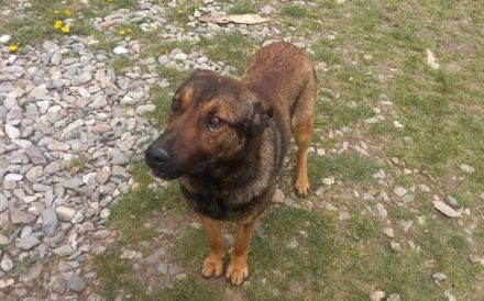 Freundlicher und intelligenter Malinois-Mischling Lionel