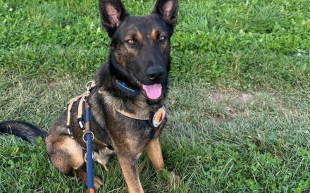 Freundlicher und intelligenter Malinois-Mischling Lionel