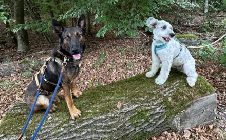 Freundlicher und intelligenter Malinois-Mischling Lionel