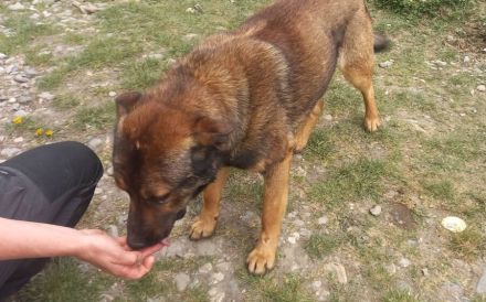 Freundlicher und intelligenter Malinois-Mischling Lionel