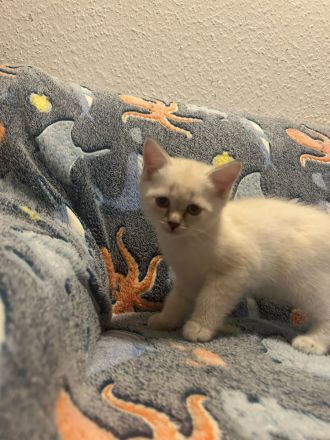 BKH Britisch Kurzhaar Siam Mix Kitten Katzen