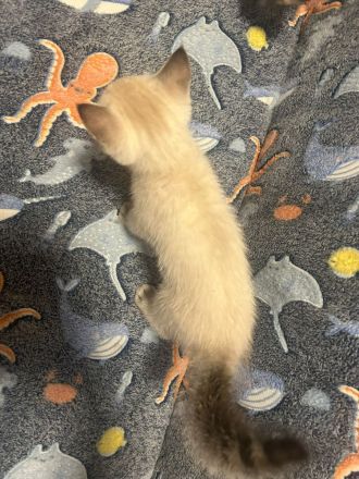 BKH Britisch Kurzhaar Siam Mix Kitten Katzen