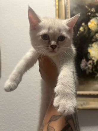 BKH Britisch Kurzhaar Siam Mix Kitten Katzen