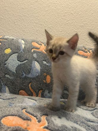 BKH Britisch Kurzhaar Siam Mix Kitten Katzen