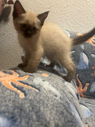 BKH Britisch Kurzhaar Siam Mix Kitten Katzen