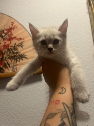 BKH Britisch Kurzhaar Siam Mix Kitten Katzen
