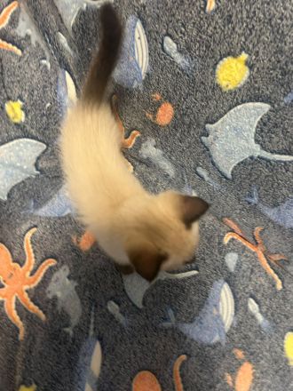 BKH Britisch Kurzhaar Siam Mix Kitten Katzen