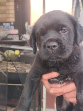 Carne Corso Presa Canario