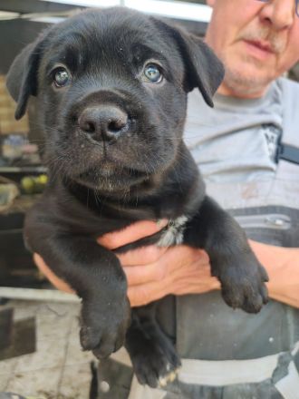 Carne Corso Presa Canario