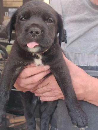 Carne Corso Presa Canario