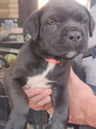 Carne Corso Presa Canario