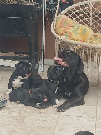 Carne Corso Presa Canario