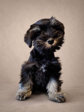 Zwergschnauzer American Schnauzer Welpen
