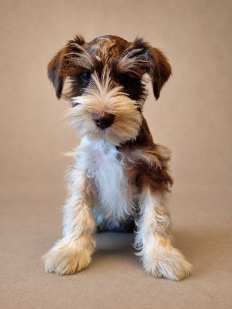 Zwergschnauzer American Schnauzer Welpen