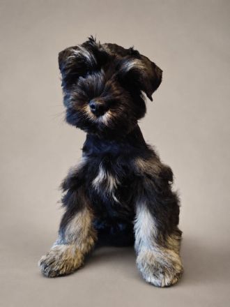 Zwergschnauzer American Schnauzer Welpen