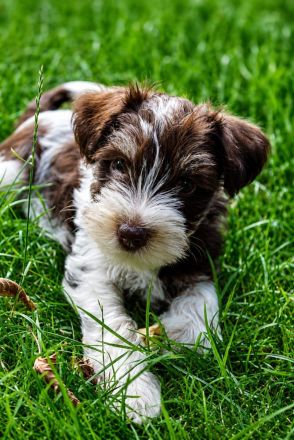 Zwergschnauzer American Schnauzer Welpen
