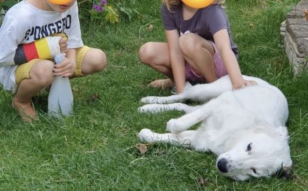 Freundlicher Wolfi sucht Familie