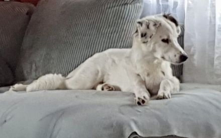Freundlicher Wolfi sucht Familie