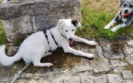 Freundlicher Wolfi sucht Familie