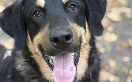 Zuhause gesucht für Hunter