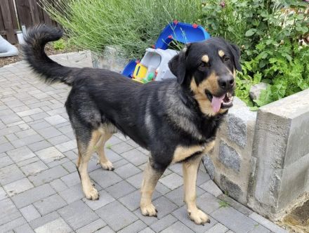 Zuhause gesucht für Hunter