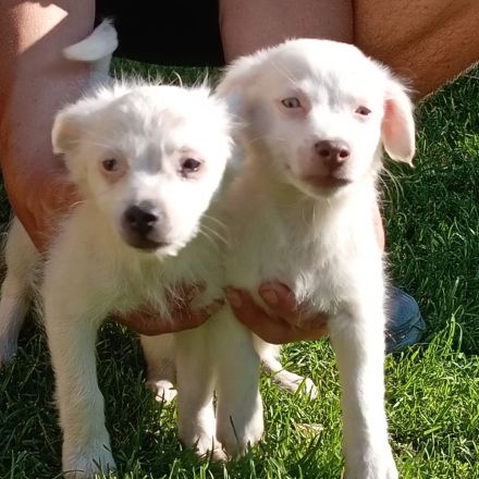 Verkaufe Geschwister Hunde Welpen