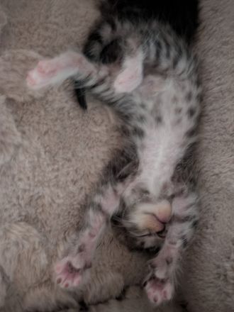 Maine Coon Mix
