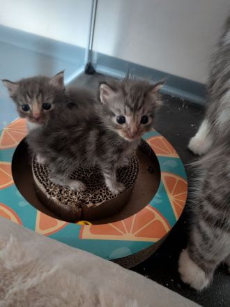 Maine Coon Mix