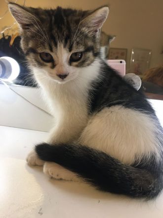 Norwegische Waldkatze Kitten