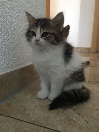 Norwegische Waldkatze Kitten