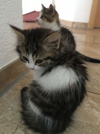 Norwegische Waldkatze Kitten