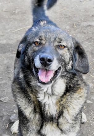 Asterix, ein stattlicher Rüde, 7 Jahre alt, sucht ein Zuhause für den Rest seines Lebens