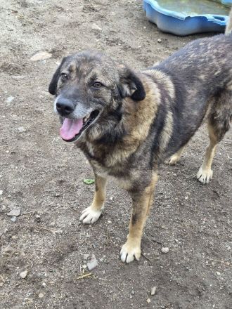Asterix, ein stattlicher Rüde, 7 Jahre alt, sucht ein Zuhause für den Rest seines Lebens