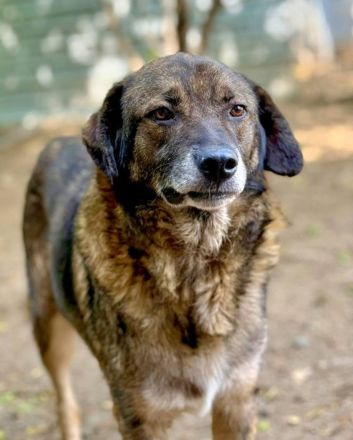 Asterix, ein stattlicher Rüde, 7 Jahre alt, sucht ein Zuhause für den Rest seines Lebens