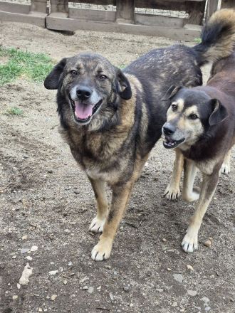 Asterix, ein stattlicher Rüde, 7 Jahre alt, sucht ein Zuhause für den Rest seines Lebens