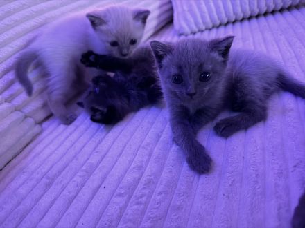 Siam Karthäuser Mix Kitten