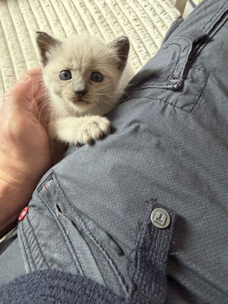 Siam Karthäuser Mix Kitten