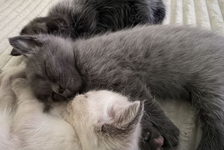 Siam Karthäuser Mix Kitten