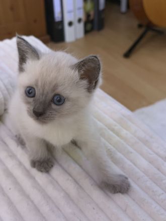 Siam Karthäuser Mix Kitten
