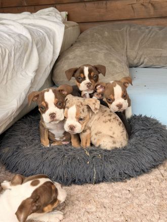 New Englisch Bulldog, Continental Bulldog, Oeb