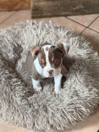 New Englisch Bulldog, Continental Bulldog, Oeb