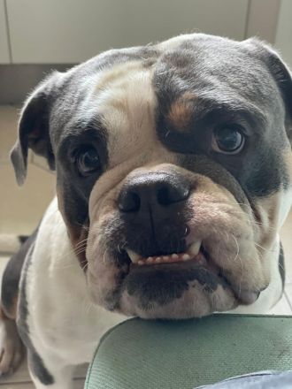 New Englisch Bulldog, Continental Bulldog, Oeb