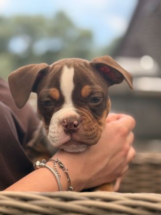 New Englisch Bulldog, Continental Bulldog, Oeb