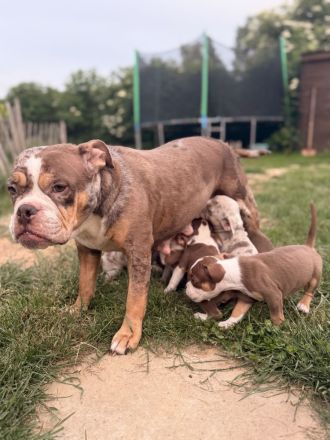 New Englisch Bulldog, Continental Bulldog, Oeb