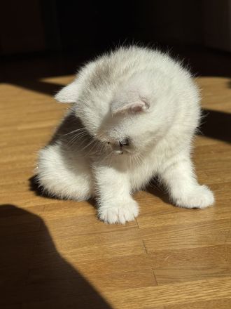 Reinrassige BKH Kitten mit exzellentem FiFe-Stammbaum, mehrfach ausgezeichnet, geimpft, gechippt